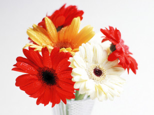 Картинка цветы герберы