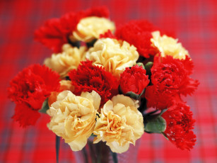 Картинка цветы гвоздики