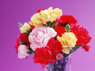 Картинка цветы гвоздики