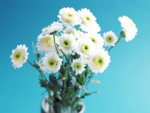 Картинка цветы хризантемы