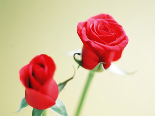 Картинка цветы розы