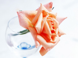 обоя цветы, розы