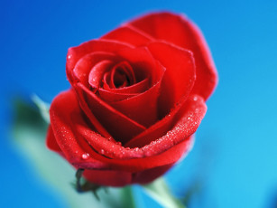 Картинка цветы розы