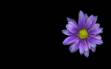 Картинка цветы хризантемы