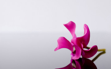 Картинка цветы орхидеи