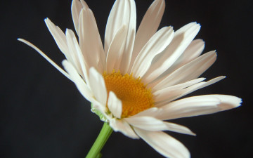 Картинка цветы ромашки