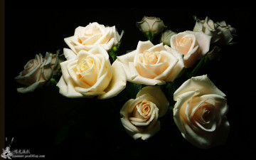 Картинка цветы розы