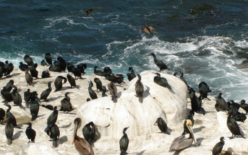 Картинка животные птицы