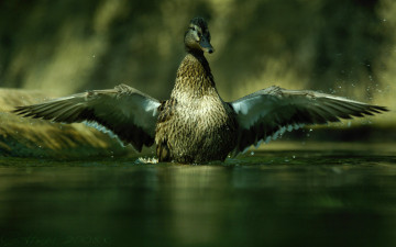 Картинка животные утки