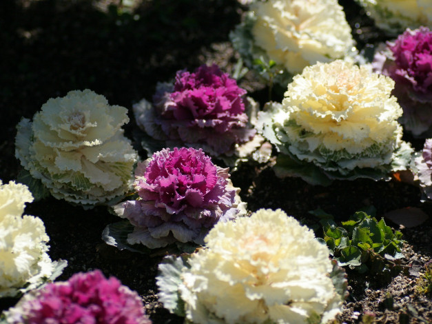 Обои картинки фото цветы, декоративная, капуста