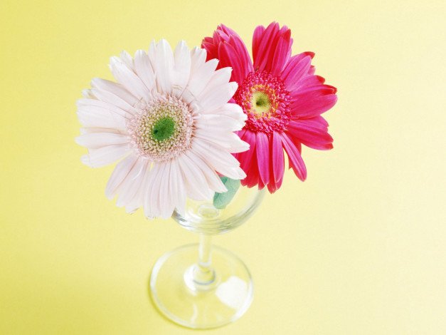 Обои картинки фото цветы, герберы