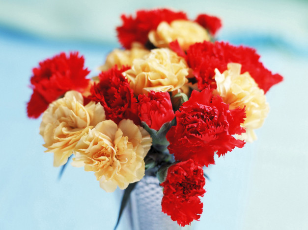 Обои картинки фото цветы, гвоздики