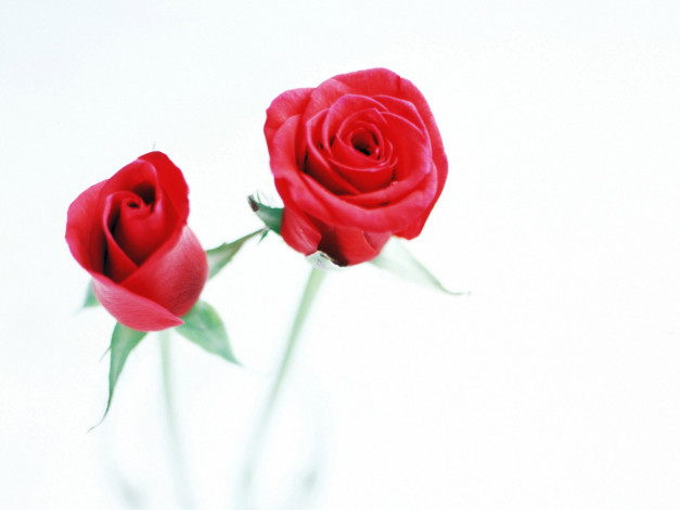 Обои картинки фото цветы, розы