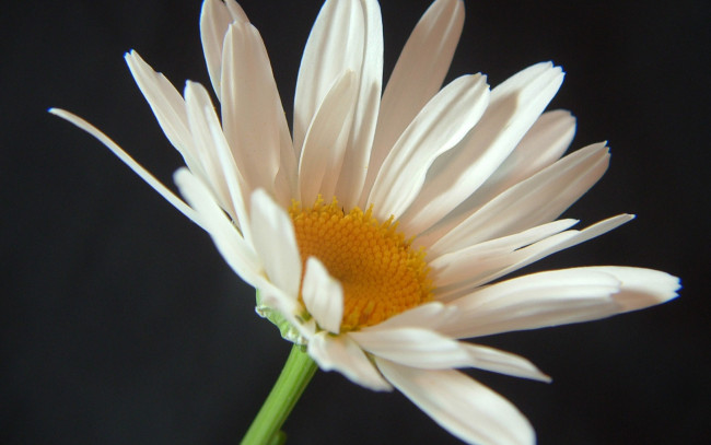 Обои картинки фото цветы, ромашки