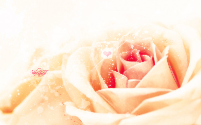 Обои картинки фото цветы, розы