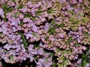 Картинка цветы сирень