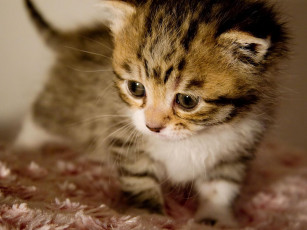 Картинка животные коты