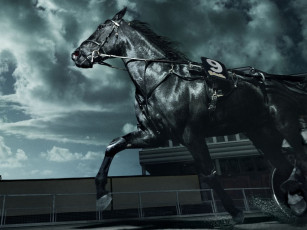 Картинка животные лошади