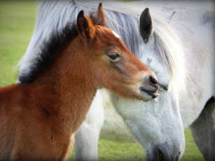 Картинка животные лошади