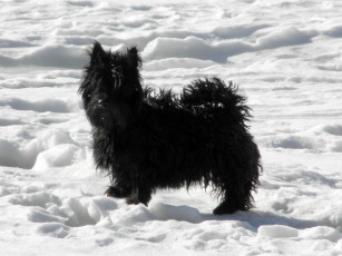 Картинка животные собаки