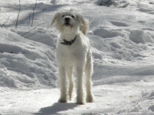 Картинка животные собаки