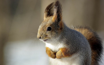 Картинка животные белки