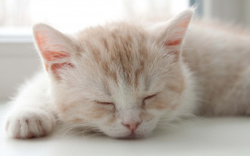 Картинка животные коты