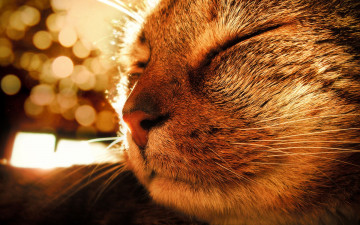 Картинка животные коты