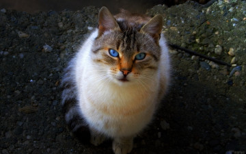 Картинка животные коты