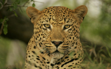 Картинка животные леопарды