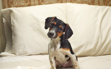 Картинка животные собаки