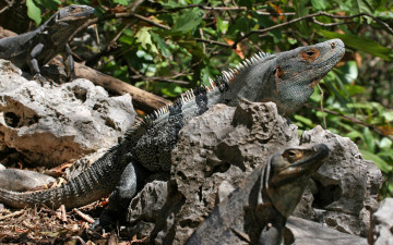 Картинка животные Ящерицы игуаны вараны