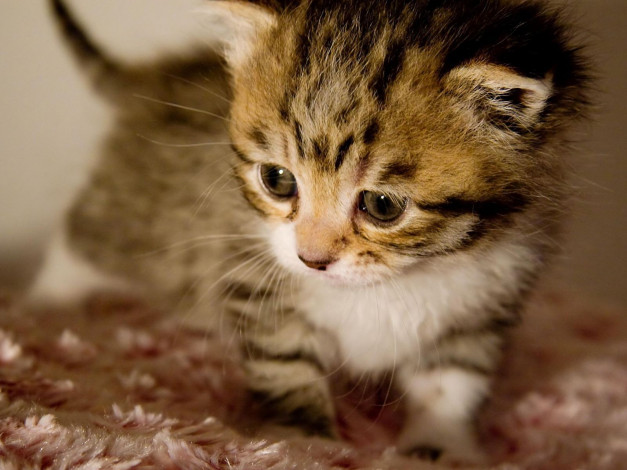 Обои картинки фото животные, коты