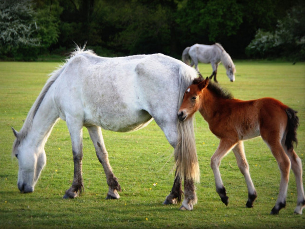 Обои картинки фото животные, лошади