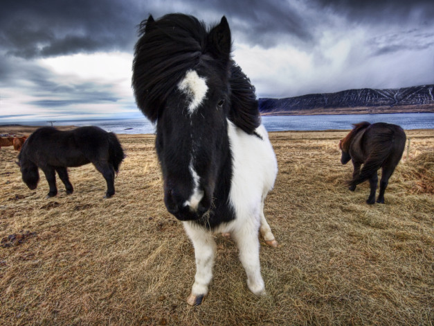Обои картинки фото животные, лошади