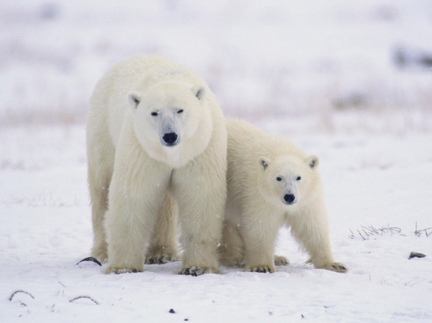 Обои картинки фото животные, медведи