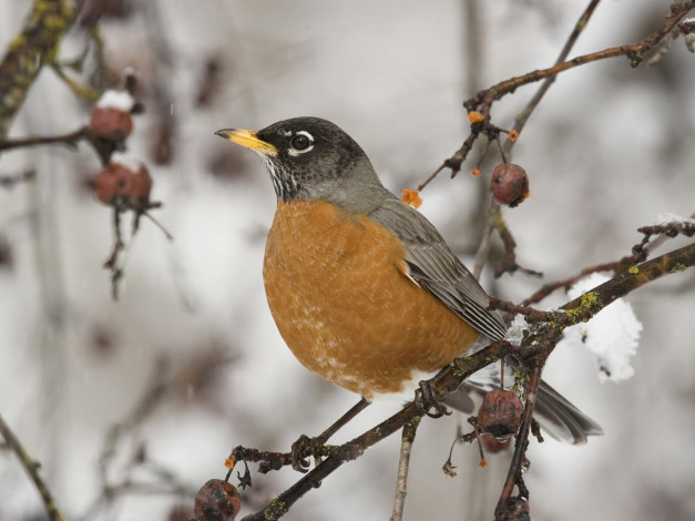 Обои картинки фото животные, птицы