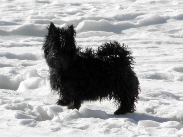 Обои картинки фото животные, собаки