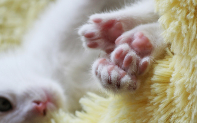 Обои картинки фото животные, коты