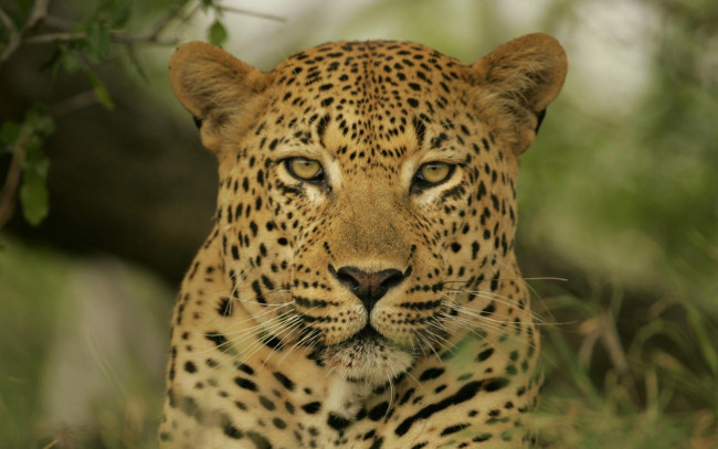 Обои картинки фото животные, леопарды