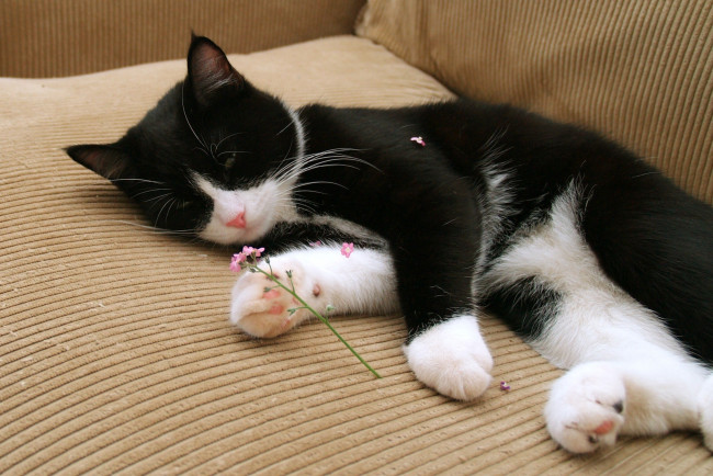 Обои картинки фото животные, коты