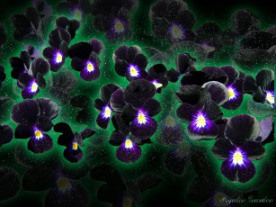 Картинка цветы анютины глазки садовые фиалки