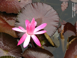 Картинка цветы лилии водяные нимфеи кувшинки