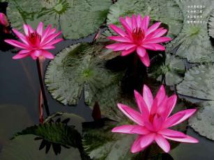 Картинка цветы лилии водяные нимфеи кувшинки