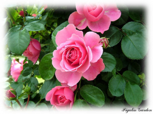 Картинка цветы розы