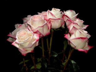 Картинка цветы розы