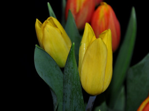 Картинка цветы тюльпаны