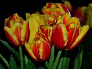 Картинка цветы тюльпаны