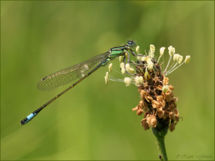 Картинка животные насекомые