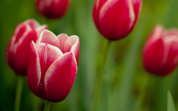 обоя цветы, тюльпаны